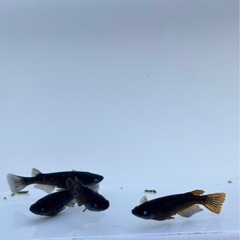メダカ自宅販売の画像