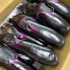 なす（水茄子 美男）15本の画像