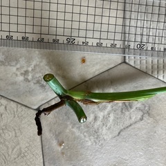 斑入りモンステラ 2の画像