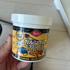 爬虫類飼育セット　カナヘビの画像