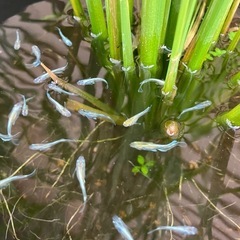 田んぼバケツメダカ入りの画像