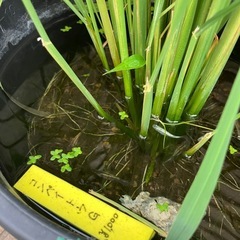 田んぼバケツメダカ入りの画像