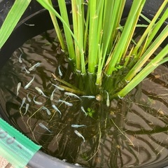田んぼバケツメダカ入りの画像