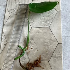 斑入りモンステラ3 の画像