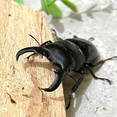 オキナワヒラタクワガタ ペア（オス54mm メス30mm）の画像
