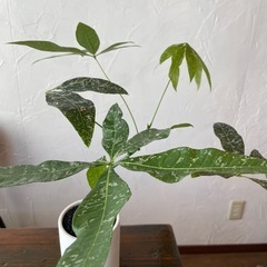 パキラ　ミルキーウェイの画像