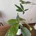 ランキングキーワードに紐づく投稿画像-観葉植物