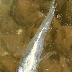 ドラゴンブルー　1ペアの画像