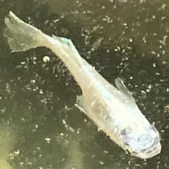 ドラゴンブルー　1ペアの画像