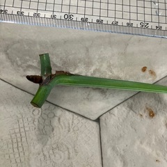 斑入りモンステラ 5の画像