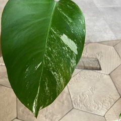 斑入りモンステラ 5の画像