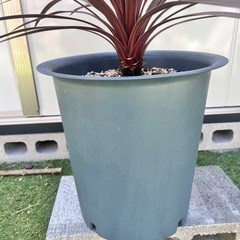 コルジリネ　レッドスター　鉢植えの画像