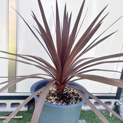 コルジリネ　レッドスター　鉢植えの画像