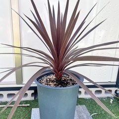 コルジリネ　レッドスター　鉢植えの画像