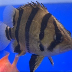 ダトニオフォーバータイガー（ベイサイドアクア購入）の画像