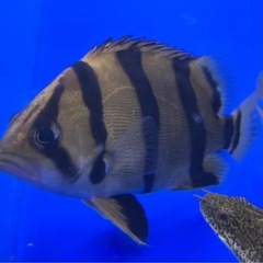 ダトニオフォーバータイガー（ベイサイドアクア購入）の画像