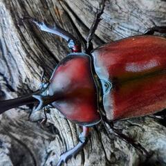 天然赤カブトムシPAの画像