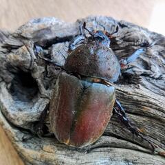 天然赤カブトムシPAの画像