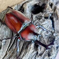 天然赤カブトムシPAの画像
