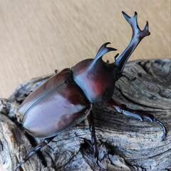 大型カブトムシPAの画像