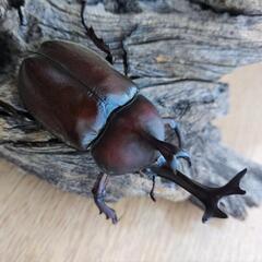 大型カブトムシPAの画像