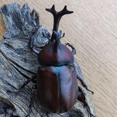 大型カブトムシPAの画像