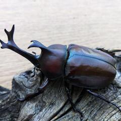 大型カブトムシPAの画像