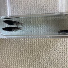 本日受付終了【メダカ】墨彗眼普通目1ペア種親の画像
