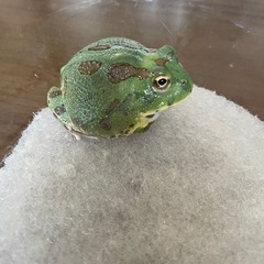 チャコガエルの画像