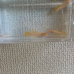 本日受付終了【メダカ】橙アルビノ1ペア種親(西郷めだか様直系)の画像