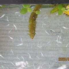 みゆきメダカの幼魚　10匹　の画像
