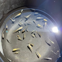 MIXメダカ幼魚46匹の画像