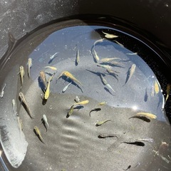 MIXメダカ幼魚46匹の画像