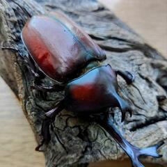 天然赤カブトムシPAの画像