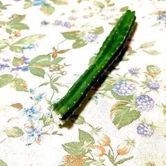 ◆サンペドロ トリコケレウス サボテン 多肉植物 カット苗 17cmの画像