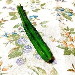 ◆サンペドロ トリコケレウス サボテン 多肉植物 カット苗 17cmの画像