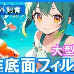 金魚の飼い方教えます！今ならオーロラ1匹無料で差し上げます！の画像
