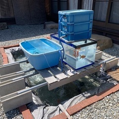 金魚の飼い方教えます！今ならオーロラ1匹無料で差し上げます！の画像