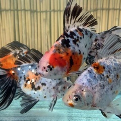 金魚の飼い方教えます！今ならオーロラ1匹無料で差し上げます！の画像