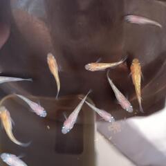 『取引完了』　王華めだか　幼魚～若魚　１５匹　　　　　　　　　　　　　　　　　　　　　　　　　2025.7.25の画像