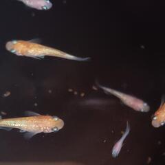 『取引完了』　王華めだか　幼魚～若魚　１５匹　　　　　　　　　　　　　　　　　　　　　　　　　2025.7.25の画像