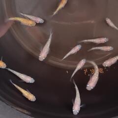 『取引完了』　王華めだか　幼魚～若魚　１５匹　　　　　　　　　　　　　　　　　　　　　　　　　2025.7.25の画像