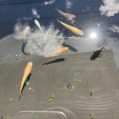 メダカの画像