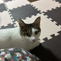 ２歳　ママ猫のうめちゃんにも幸せになるチャンスをお願いします【9...