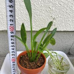 ➋【メダカと相性◎】ナガバオモダカ＆コインウォーター付き！ビオトープに！
の画像
