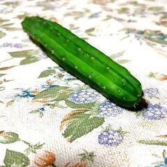  ◆サンペドロ トリコケレウス サボテン 多肉植物 カット苗 18cmの画像