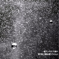 爆殖💥ゾウリムシ.メダカ飼育に!🉐2,000ml針子ぐんぐん【激安】Round78の画像