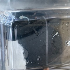 【メダカ】メガレックウザ稚魚1匹(サバンナ様直系)の画像
