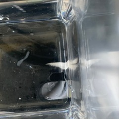 【メダカ】メガレックウザ稚魚1匹(サバンナ様直系)の画像