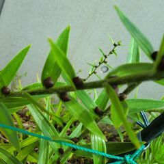 オニユリの種･大小、枝ごと２０本ぐらいの画像